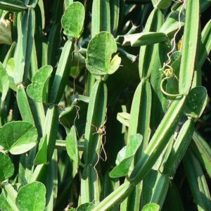 Cissus Quadrangularis