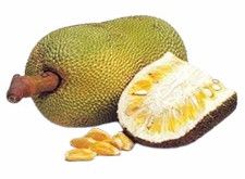Indian Jackfruit