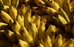 Fresh Banana Fruit