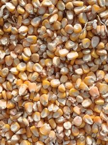 Yellow Maize