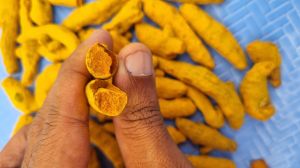 Organic Turmeric Powder