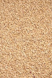 Wheat Seeds