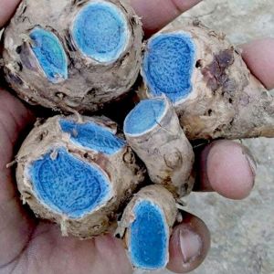 Organic Black Turmeric