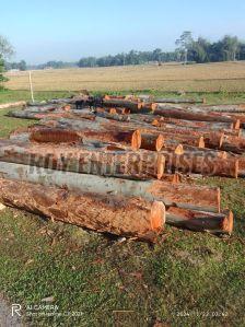 Eucalyptus Wood Pole