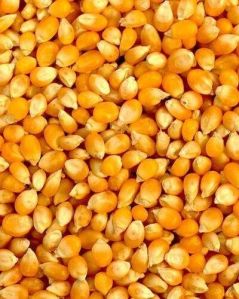 Yellow Maize