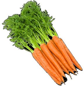 Carrot