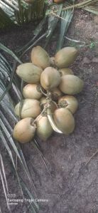 A Grade Tender Coconut