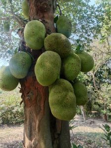 Fresh Jackfruit