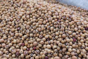 Bambara Beans