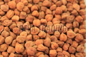 Bengal Gram