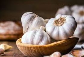 Garlic