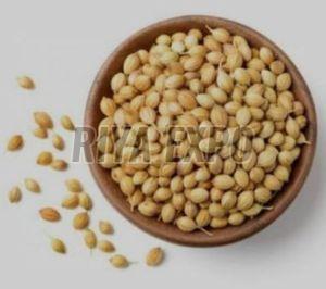 Coriander Seeds