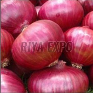 Fresh Red Onion