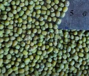 Green Moong Dal