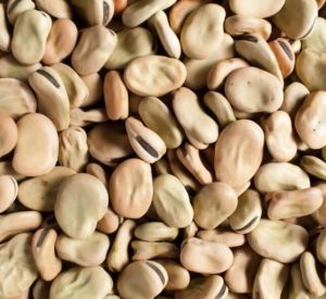 Dried Fava Beans