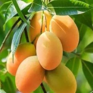 Fresh Mango