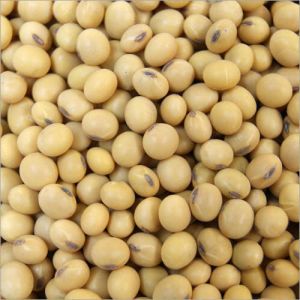 Soya Seeds