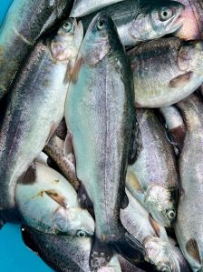 Trout Fish