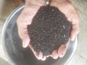 Hybrid Red Onion Seeds