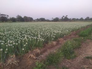 Natural Red Onion Seeds