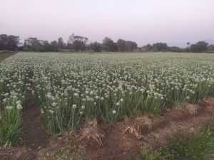 Natural Red Onion Seeds