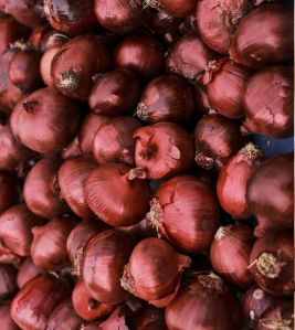 Fresh Red Onion