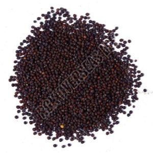 Black Mustard Seed