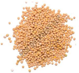 Yellow Mustard Seed