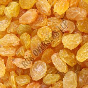 Yellow Raisin