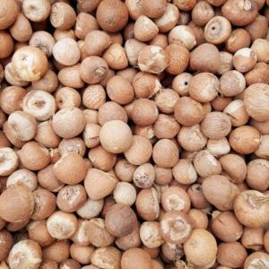 Betel Nuts