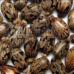 Castor Seeds