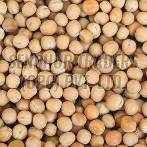 White Pea Beans