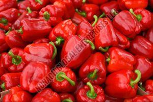 Fresh Red Capsicum