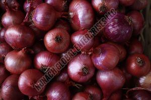 Fresh Red Onion