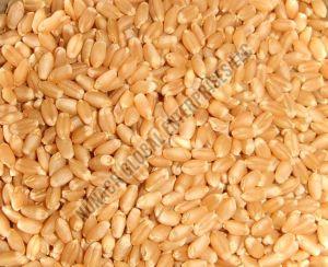 Wheat Seeds