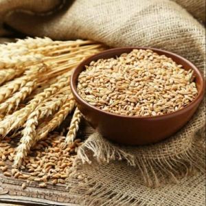Organic Wheat Grain