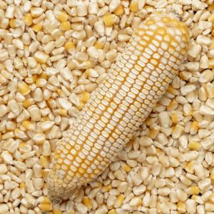 non gmo white maize corn