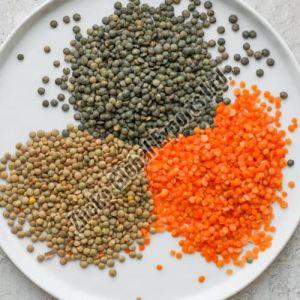 red black green split lentil