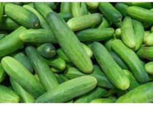 Organic Cucumber