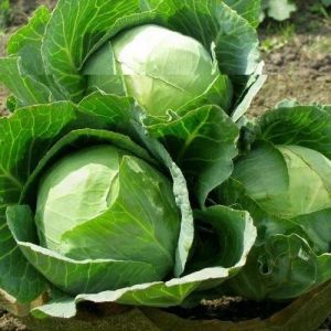 Organic Green Cabbage