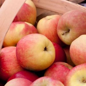 Organic Red Apple