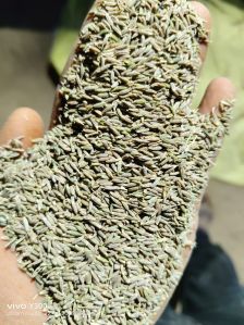 Organic Cumin Seeds