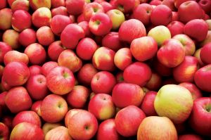 Fresh Apple