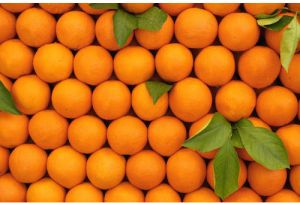 Fresh Orange
