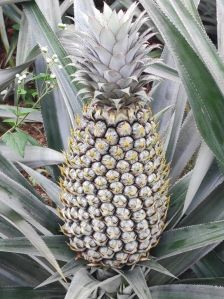 Fresh Pineapple