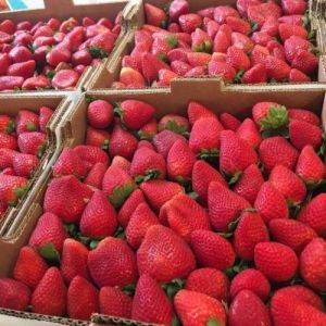 Fresh Strawberry