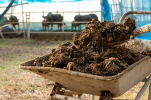 cow dung