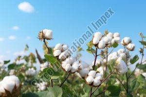 Plain Raw Cotton
