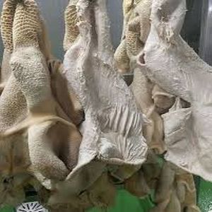 Halal Frozen Buffalo Omasum Meat