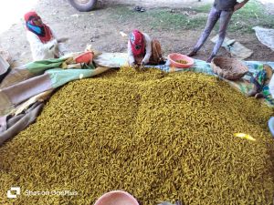Natural Turmeric Powder